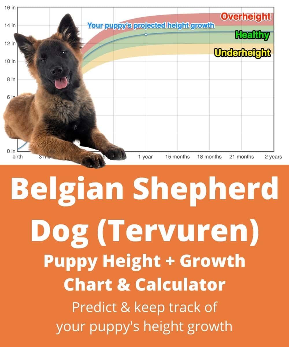 belgian-shepherd-dog-tervuren Puppy height Growth Chart